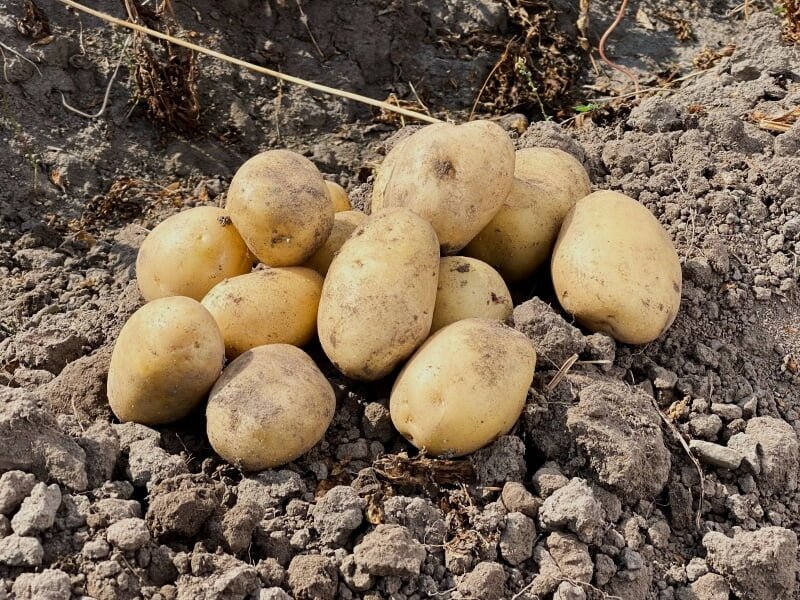 'Primabelle' veislės bulvės išsiskiria patrauklia forma. Be to, jos anksti subręsta, todėl tinka ragauti jau vasarą. „Vfarm“ nuotr.
