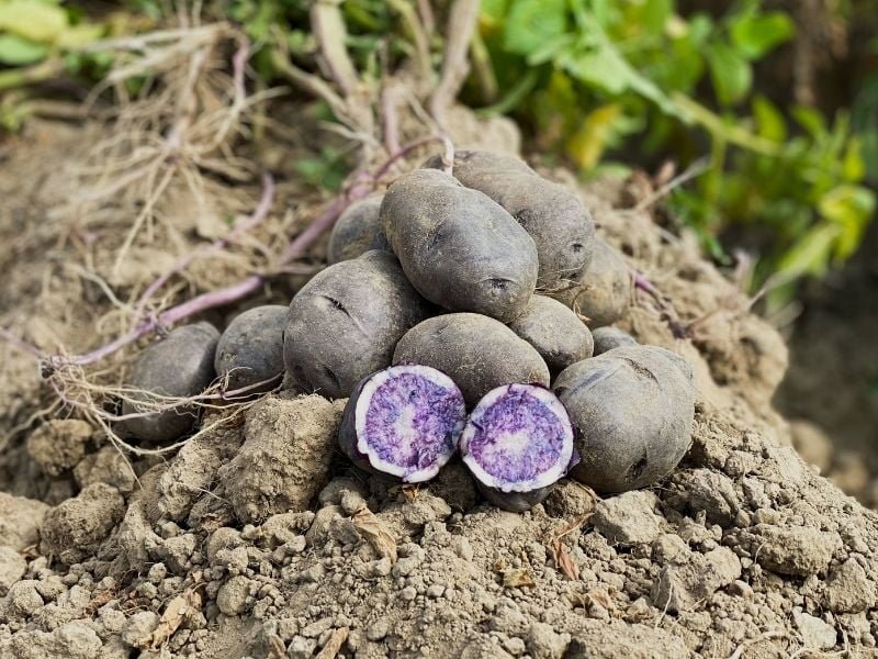 'Blue star' veislės bulvės turi mažiau cukraus, bet dar ir gražia spalva pasižymi. „Vfarm“ nuotr.