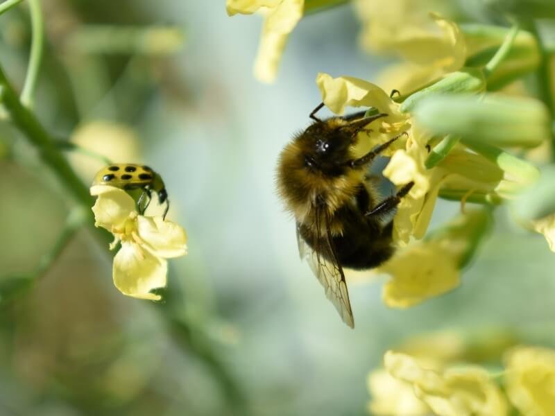 Agurkų žiedus apdulkina vabzdžiai apdulkintojai, pavyzdžiui, bitės. Nuotr. Pixabay.com