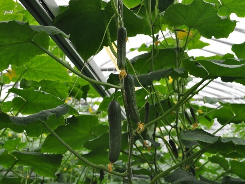 Esant stresinėms augimo sąlygoms agurkai apkarsta, todėl svarbu užtikrinti tinkamą temperatūrą, drėgmę ir maistinių medžiagų kiekį. Nuotr. Pixabay.com