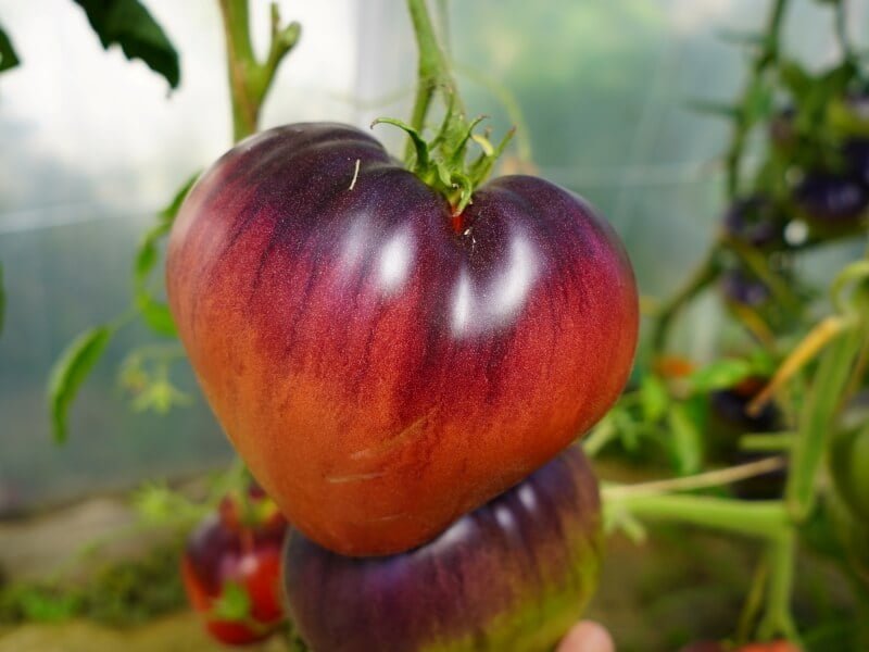Lenkiški pomidorai ‘Kas 21’ tamsiais „peteliais“ – tikri šiltnamio gražuoliai. Nuotr. Lina Liubertaitė