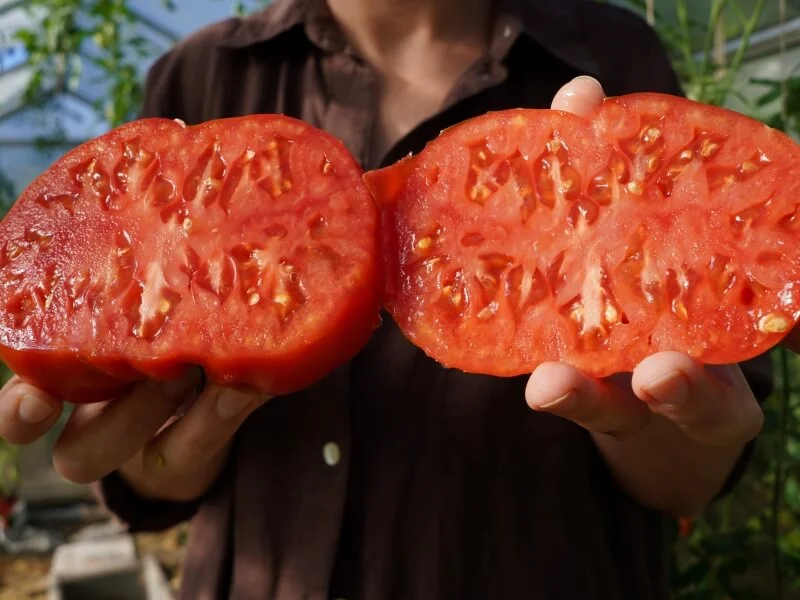 Pažiūrėkite, kokie mėsingi ir sultingi ukrainietiškos ‘Chernovy Veleten’ veislės pomidorai. Nuotr. Lina Liubertaitė