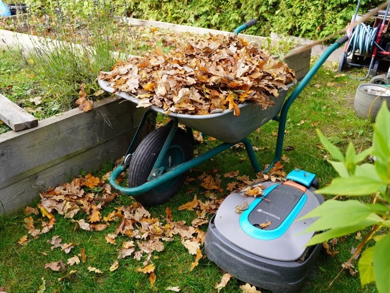 Nepalikite nukritusių lapų ant vejos – visuomet surinkite juos prieš prasidedant žiemai. Nuotr. Lina Liubertaitė