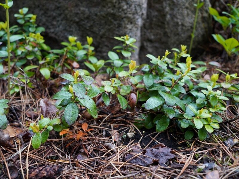 Rododendrų mulčiavimas pušų spygliais yra pats geriausias variantas – jais rododendrus mulčiuoja ir VU Botanikos sode. Nuotr. Lina Liubertaitė