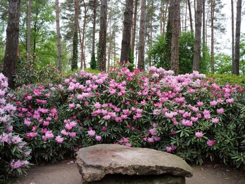 Yra kelios taisyklės, kuriomis verta vadovautis sodinant rododendrus. Nuotr. Lina Liubertaitė