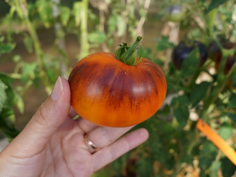 ,Noire de Crimee‘ – gražūs tamsūs pomidoriukai, bet derlius buvo nedidelis. Nuotr. Lina Liubertaitė