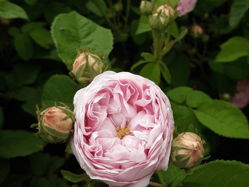 Jūratė augina senovinę rožę ,Duchesse de Montebello‘, kuriai reikia minimalaus genėjimo. Nuotr. Lina Liubertaitė