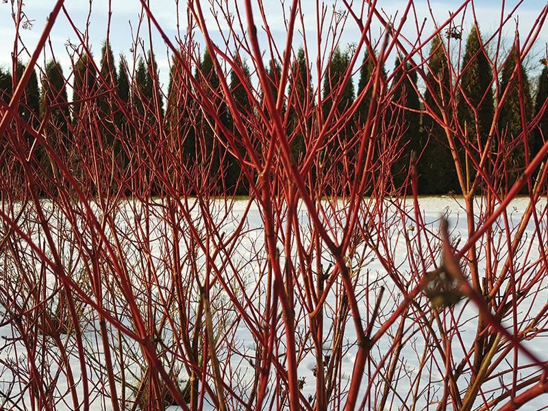  Raudonos šakelės efektingai atrodo žiemą, balto sniego ir tamsios gyvatvorės fone. Nuotr. Lina Liubertaitė