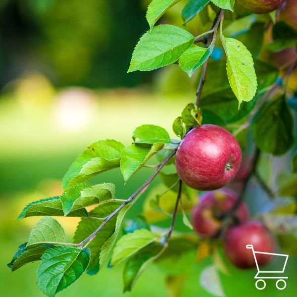 Įvairių veislių obelų sodinukai