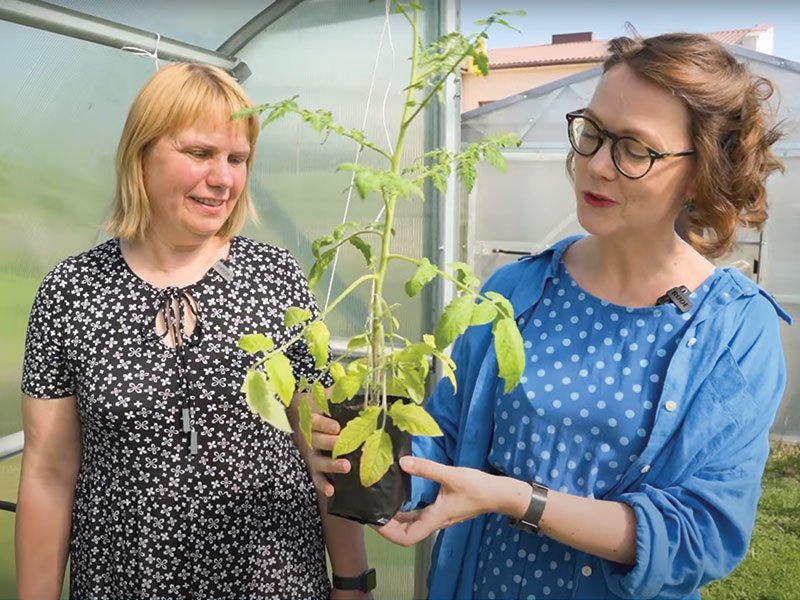 Rasa Davidavičienė ir Lina Liubertaitė su persodinimui paruoštu skiepyto pomidoro daigu. . Nuotr. Lina Liubertaitė