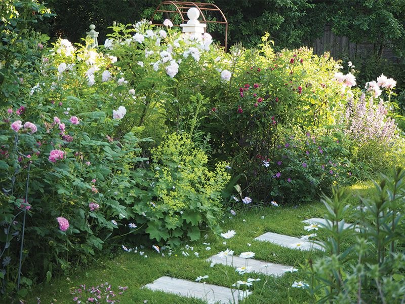 Deriniai su rožėmis želdynų dizainerės sode. Nuotr. Giedrė Adomaitytė
