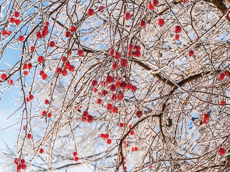 Dekoratyvinės rojaus obelys ypač džiugina žiemą. Nuotr. Pexels.com