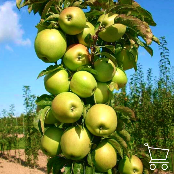 Koloninių obelų sodinukai