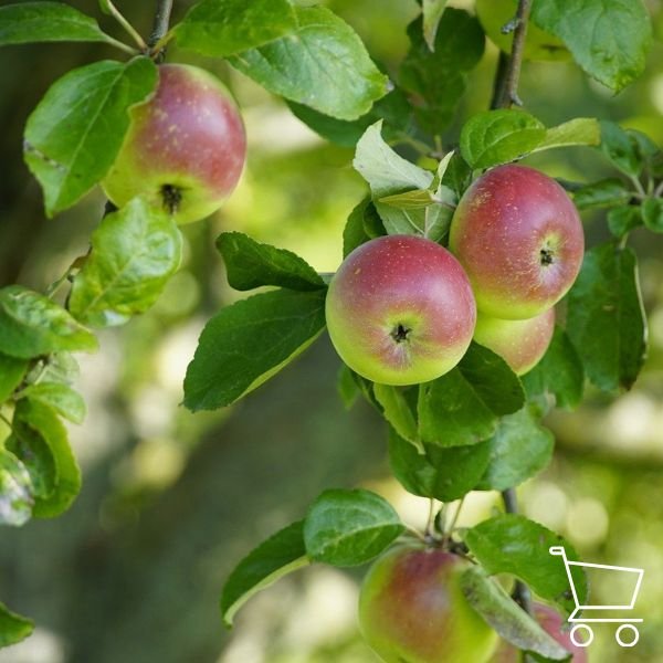 Obelų sodinukai