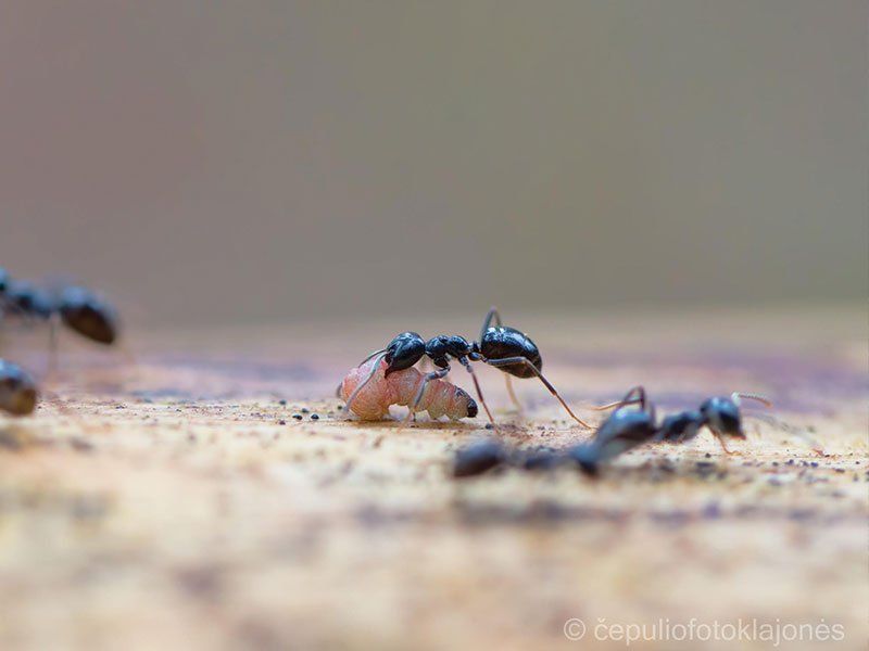 Veiksmingos priemonės nuo skruzdėlių būna ir liaudiškos, ir cheminės. Nuotr. Marius Čepulis