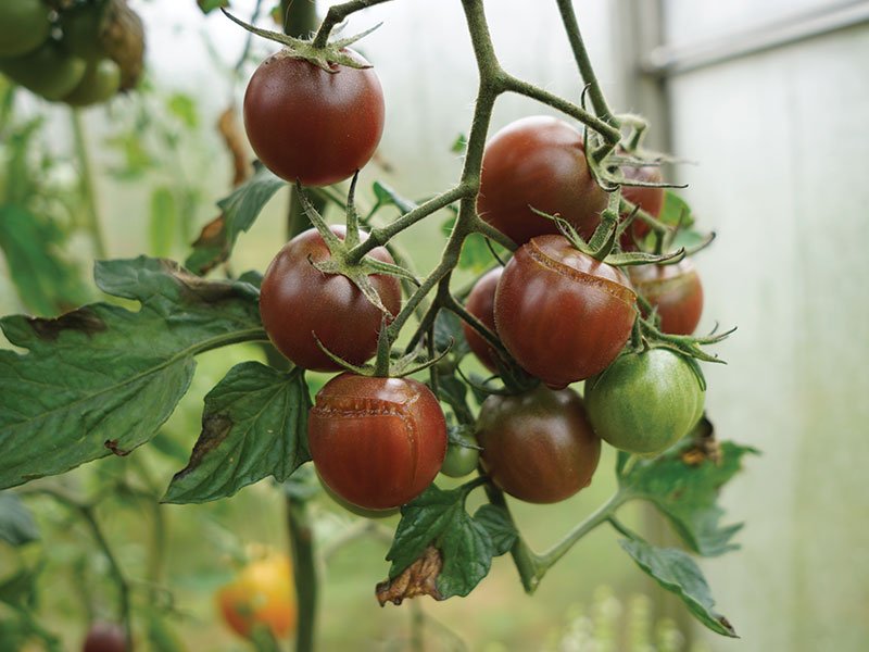 ‘Black Cherry’ tinka auginti ir šiltnamyje, ir lauke ir vazone. Nuotr. Lina Liubertaitė