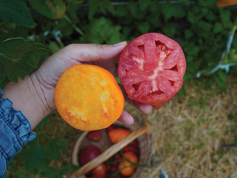 ‘Fox nose’ ir ‘Red Pear’ - jau ne vienus metus patikrintas pasirinkimas. Nuotr. Lina Liubertaitė