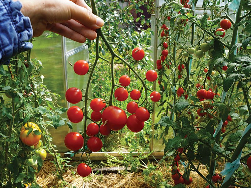 ‘Okean Cherry’ - puikus šių metų atradimas. Nuotr. Lina Liubertaitė