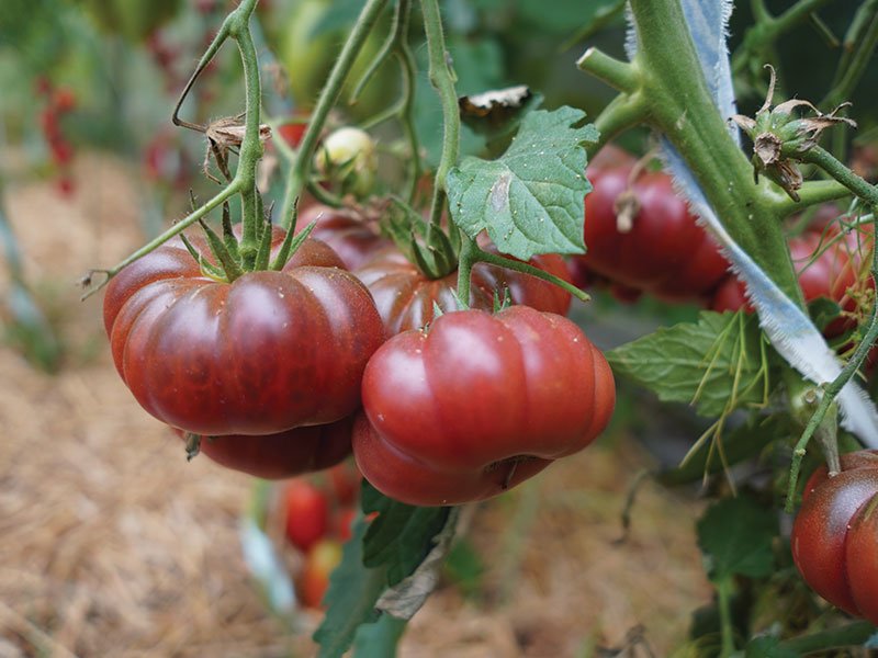 ‘Purple Calabash’ odelė kieta, skonis pusėtinas, o derlius nedidelis. Nuotr. Lina Liubertaitė