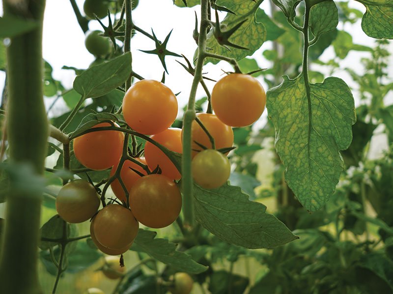 Summer Sun’ F1 - puiki hibridinė mažų geltonų pomidoriukų veislė. Nuotr. Lina Liubertaitė