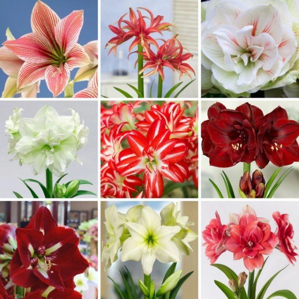 Amariliai_meileniai_Emedelynas