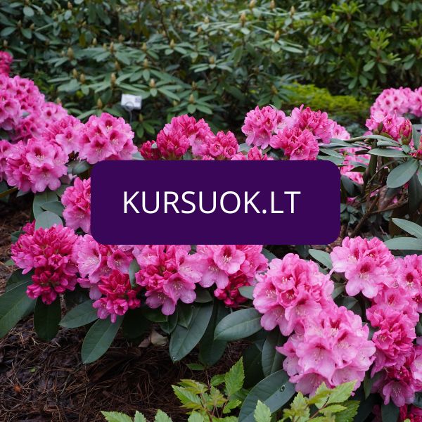 Mokymai su Kursuok finansavimu Geltonas karutis