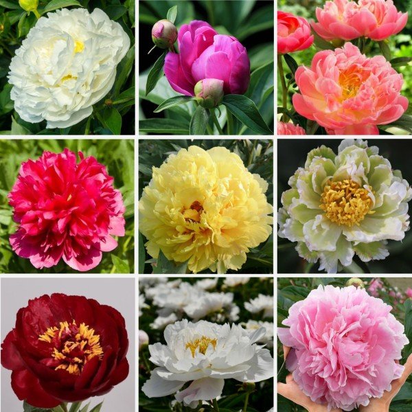 Bijunai_Emedelynas.lt