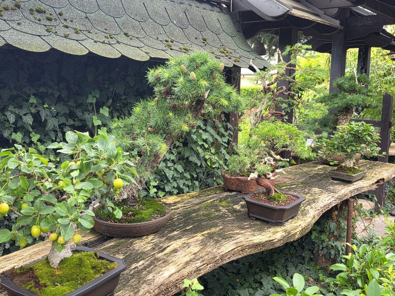 Kęstučio Patkausko „Ryto aušros sode"