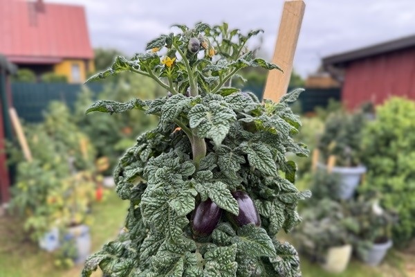 Sodo puosmena Curly magic pomidoras garbiniuotais lapais
