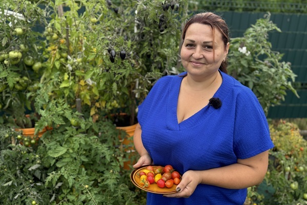 Su meile uzauginti Sandros Simkevicės vazoniniai pomidorai