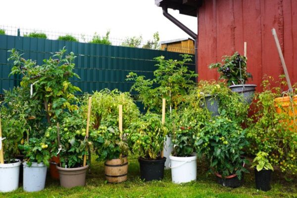 Vazoniniai pomidorai auginami lauke