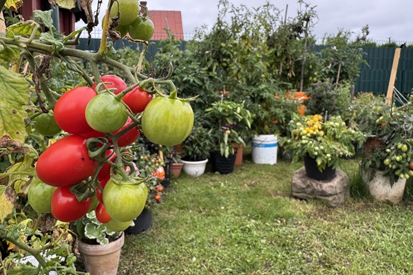 Vazoniniai pomidorai tresiami minimaliai