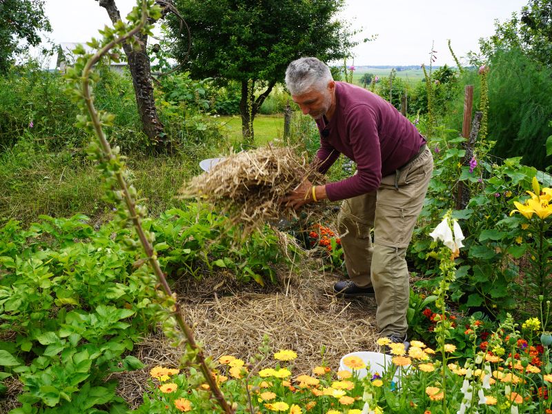 Bulvių auginimas be kaupimo_storas šiaudų sluoksnis sulaiko drėgmę ir stabdo piktžoles