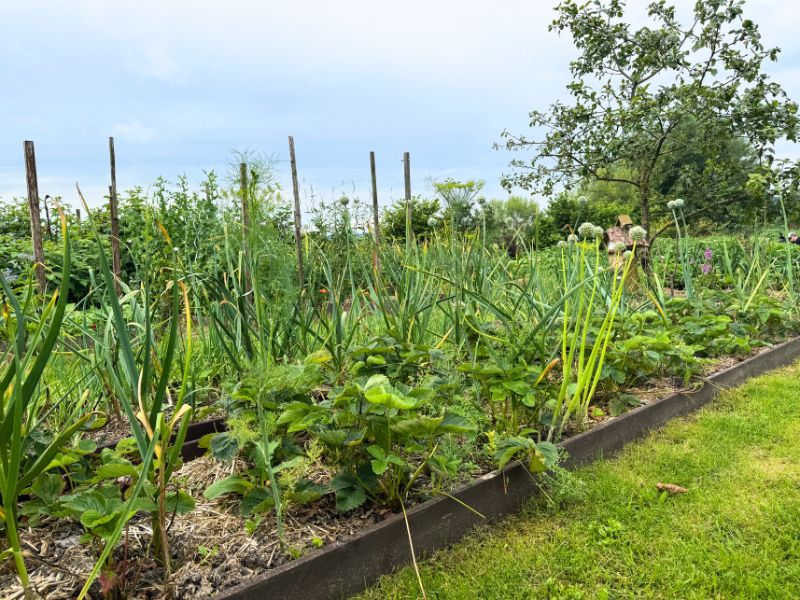 Česnakai ir braškės puiki kaimynystė sveikesniam uogų derliui