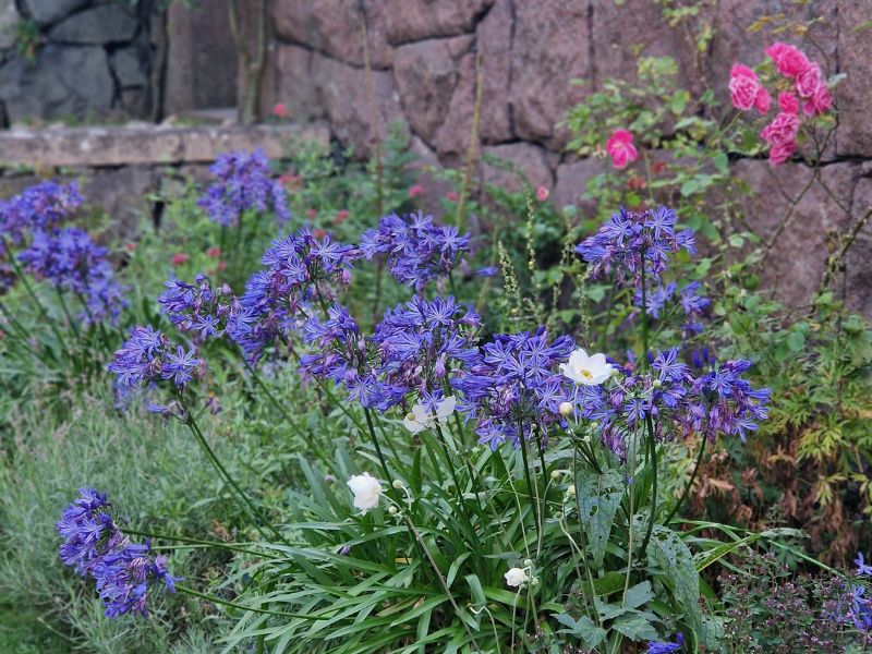 Gėlyne įkomponuotas vazonas su agapantais