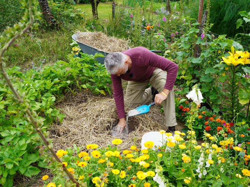Pasodintos bulvės patręšiamos pelenais