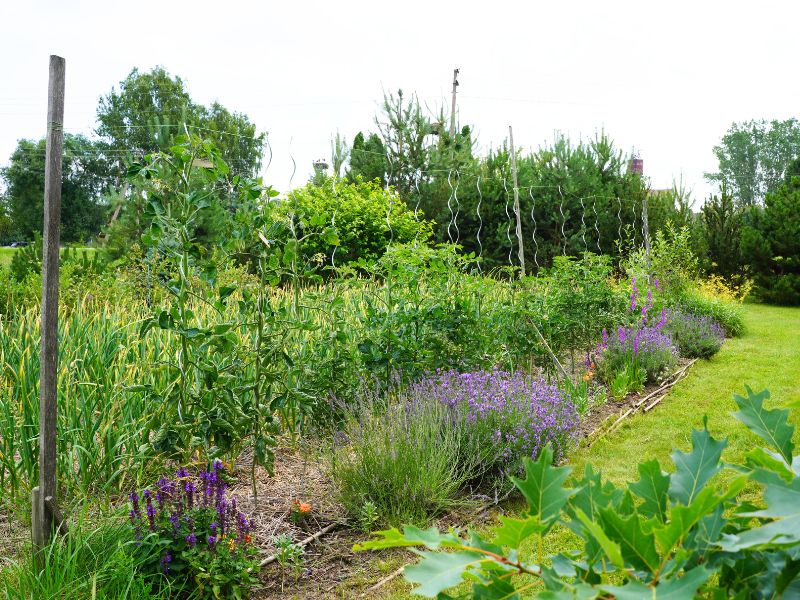 Levandos ir česnakai paslepia pomidorus nuo kenkėjų