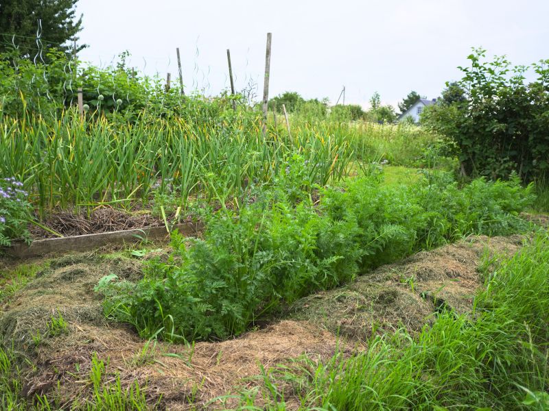 Mulčio bortai patikimas barjeras, kad piktžolės neįsibrautų į morkų lysvę