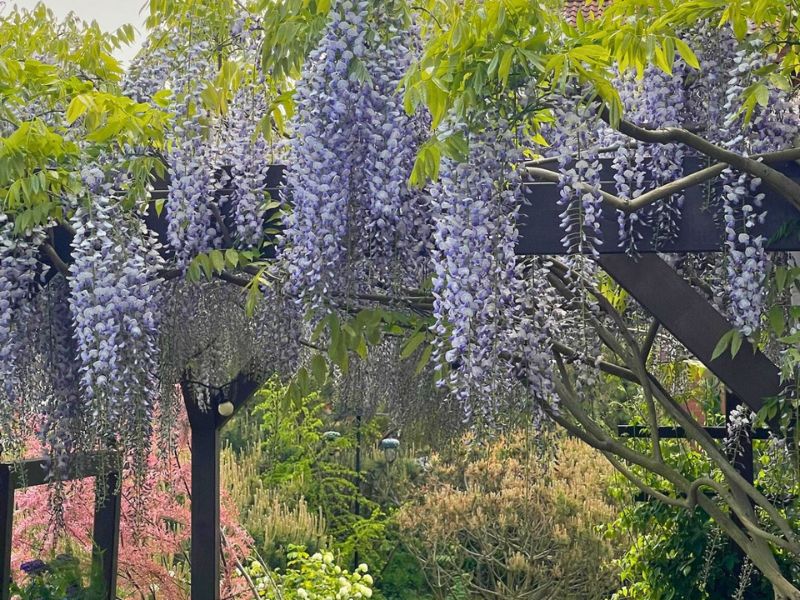 Sėkmingas visterijų auginimas neįsivaizduojamas be aštrių žirklių