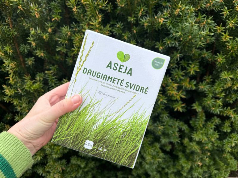 Daugiametė svidrė kai norisi žalumo čia ir dabar