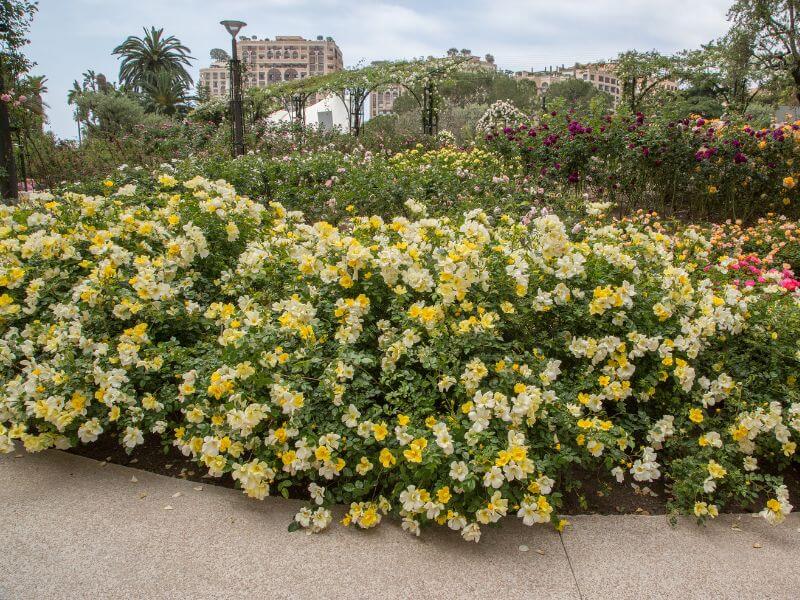 Limoncello MEIDILAND