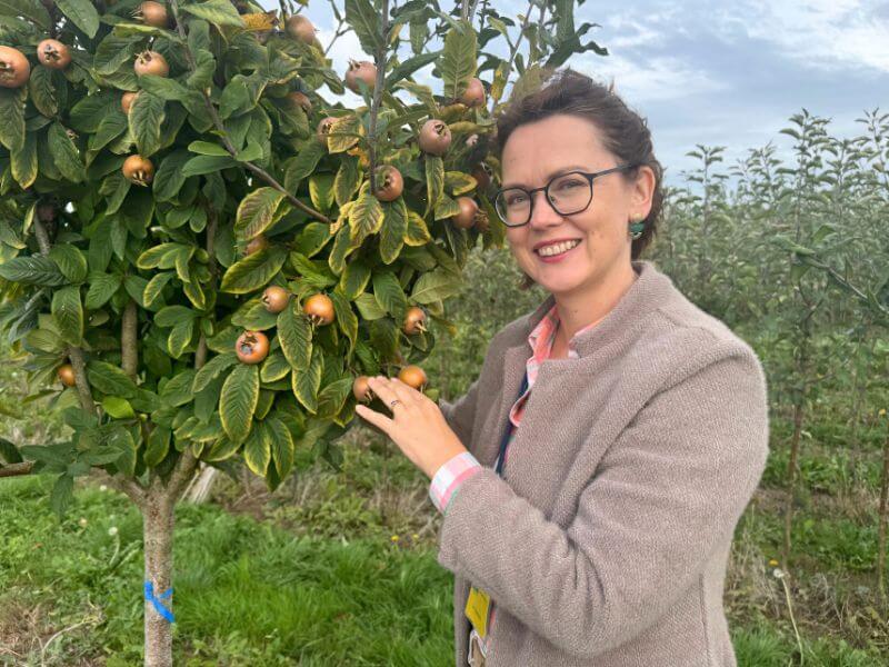 Baltažiedė šliandra (Mespilus germanica, angl. medlar) – retas, bet Lietuvoje auginamas vaismedis. Nuotr. L. Liubertaitė